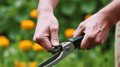 Basic pruning techniques for maintaining herbaceous plants