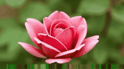 Common flower diseases and their prevention measures