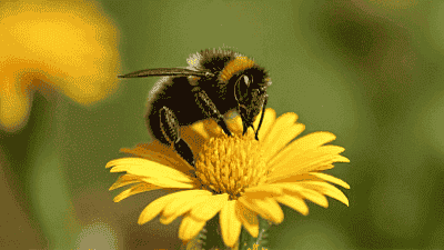 Creating a Wildlife-Friendly Garden: Tips for Attracting Birds and Bees