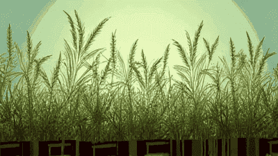 Effective methods to prevent weed growth