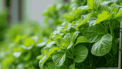 How to grow vegetables in urban environments