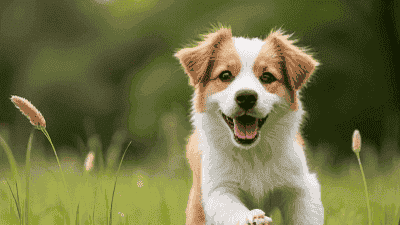 Keeping Your Pet Safe from Fleas and Ticks Year-Round