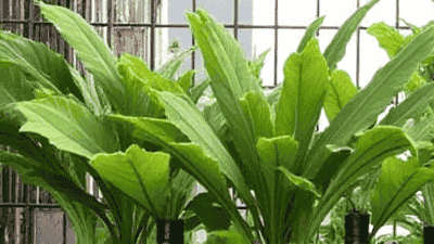 Recommended herbaceous plants suitable for indoor cultivation