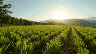 The Importance of Crop Rotation: Enhancing Soil Fertility Sustainably