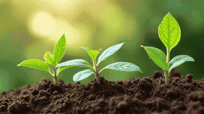 The Importance of Soil Health: Tips for Living Soil in Your Garden